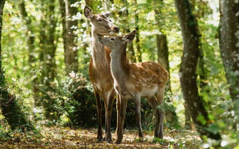 Foto: divulgação/A2